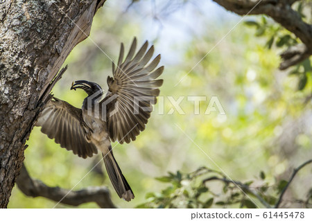 African Grey Hornbill in Kruger National park, African Grey Hornbill in Kruger National park, 61445478
