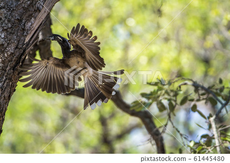African Grey Hornbill in Kruger National park, African Grey Hornbill in Kruger National park, 61445480