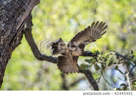African Grey Hornbill in Kruger National park, African Grey Hornbill in Kruger National park, 61445481