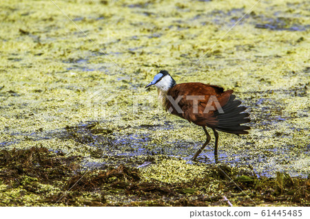 African jacana in Kruger National park, South 61445485