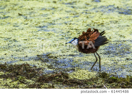 African jacana in Kruger National park, South African jacana in Kruger National park, South 61445486