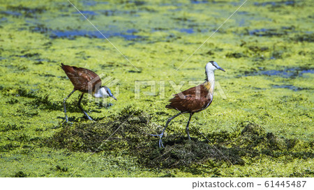 African jacana in Kruger National park, South African jacana in Kruger National park, South 61445487