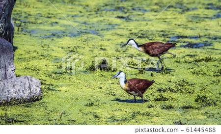African jacana in Kruger National park, South African jacana in Kruger National park, South 61445488