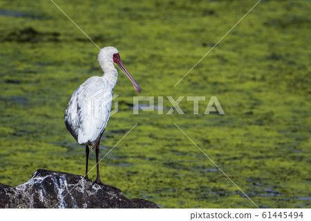 African spoonbill in Kruger National park, South 61445494