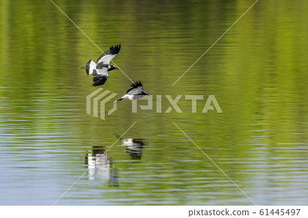 Blacksmith Lapwing in Kruger National park, South 61445497
