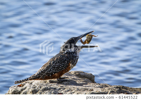 African Giant kingfisher in Kruger National park, 61445522