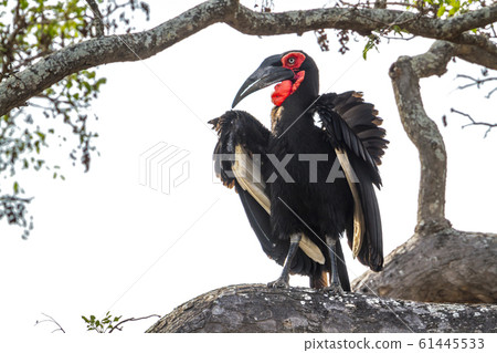 Southern Ground Hornbill in Kruger National park, Southern Ground Hornbill in Kruger National park, 61445533