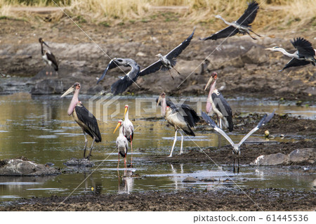 Marabou stork in Kruger National park, South Marabou stork in Kruger National park, South 61445536