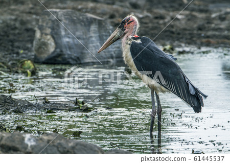 Marabou stork in Kruger National park, South Marabou stork in Kruger National park, South 61445537