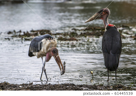 Marabou stork in Kruger National park, South Marabou stork in Kruger National park, South 61445539