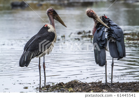 Marabou stork in Kruger National park, South Marabou stork in Kruger National park, South 61445541