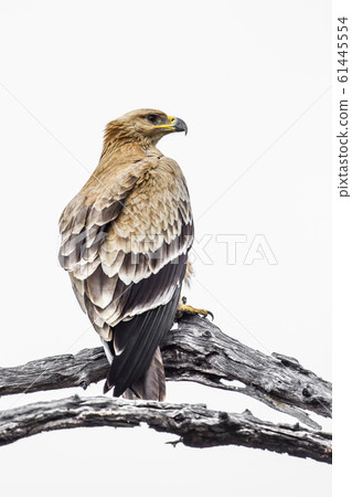 Tawny Eagle in Kruger National park, South Africa 61445554