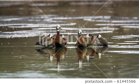 White faced Whistling Duck in Kruger National White faced Whistling Duck in Kruger National 61445566