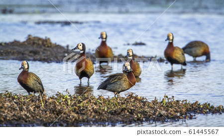 White faced Whistling Duck in Kruger National White faced Whistling Duck in Kruger National 61445567