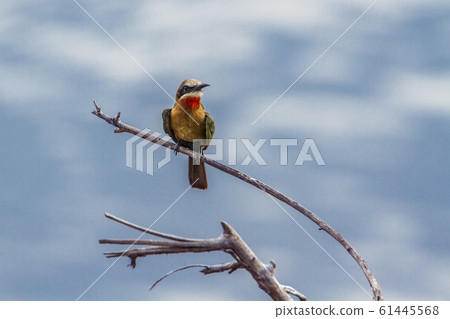 White fronted Bee eater in Kruger National park, 61445568