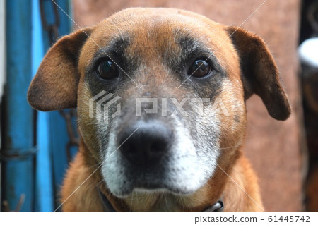 Funny Dog Close Up For Your Needs 61445742