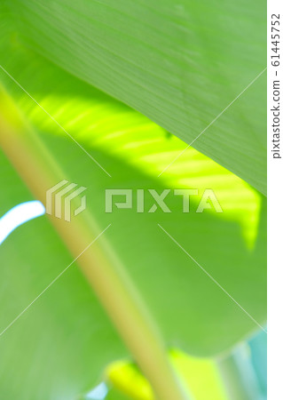 Tropical leaves, summer conept, green background. Tropical leaves, summer conept, green background. 61445752