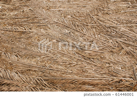 Dried palm branches are grey .Texture or background. 61446001