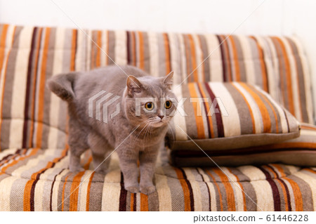 scottish straight cat during the game scottish straight cat during the game 61446228
