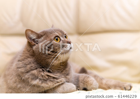scottish straight cat close-up against a blurred scottish straight cat close-up against a blurred 61446229