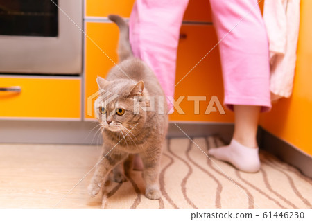 scottish straight cat walks at the feet of his scottish straight cat walks at the feet of his 61446230