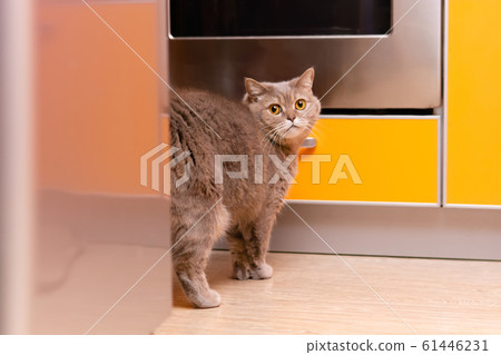 what does the cat do behind the fridge? 61446231