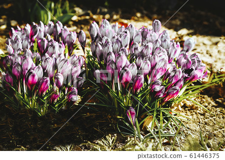 The first flowers of white red Crocuses bloomed in the garden near the house 61446375