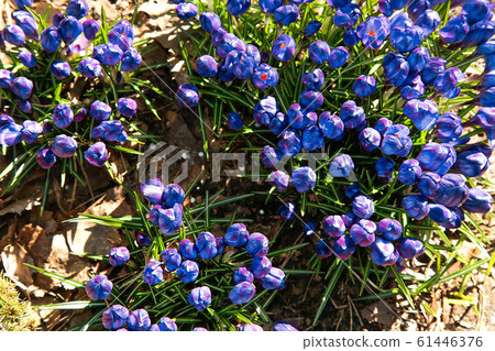 The first blue Crocus flowers bloomed in the garden in early spring 61446376