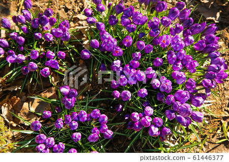 The first flowers of purple Crocus blossomed in the forest glade 61446377