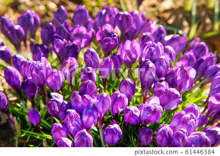 The first flowers of purple Crocus blossomed in early spring 61446384