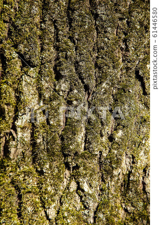 The bark of the forest tree is covered with green moss with a textured surface The bark of the forest tree is covered with green moss with a textured surface 61446580