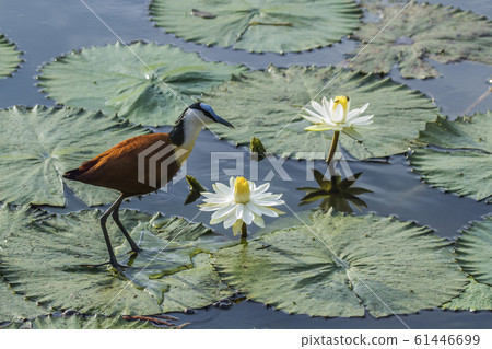African jacana in Kruger National park, South 61446699
