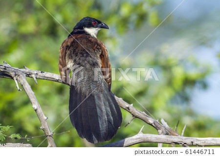 Burchell Coucal in Kruger National park, South 61446711