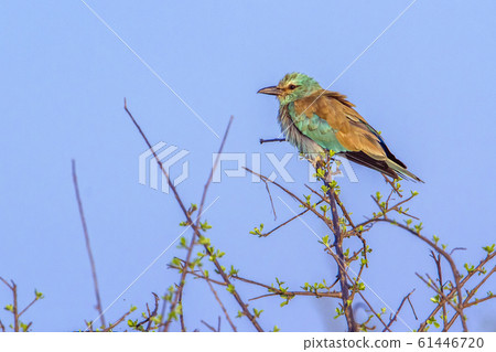 European Roller in Kruger National park, South 61446720