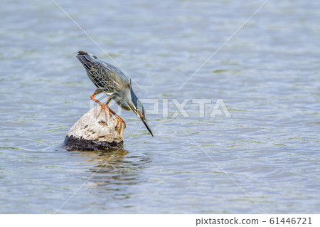 Green backed heron in Kruger National park, South Green backed heron in Kruger National park, South 61446721