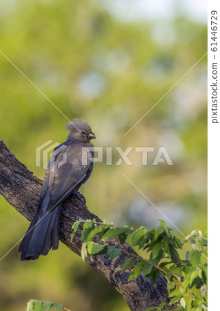 Grey go away bird in Kruger National park, South 61446729
