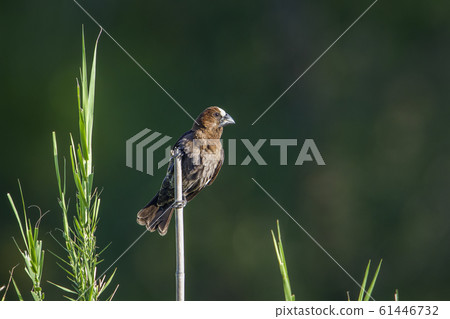 Grosbeak Weaver in Kruger National park, South 61446732