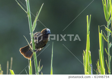 Grosbeak Weaver in Kruger National park, South 61446734