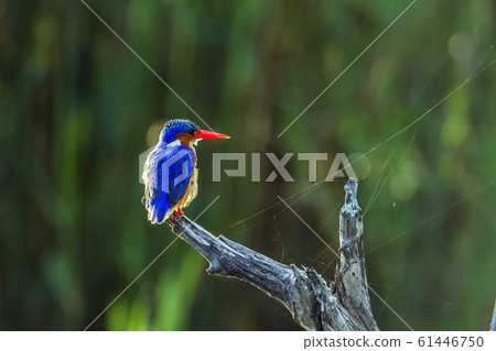 Malachite kingfisher in Kruger National park, 61446750
