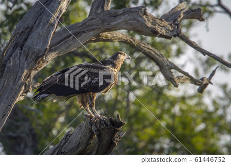 Martial Eagle in Kruger National park, South Martial Eagle in Kruger National park, South 61446752