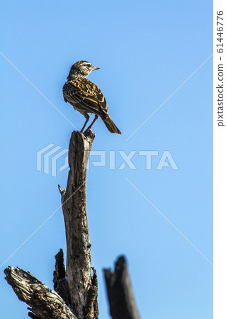 Sabota Lark in Kruger National park, South Africa Sabota Lark in Kruger National park, South Africa 61446776