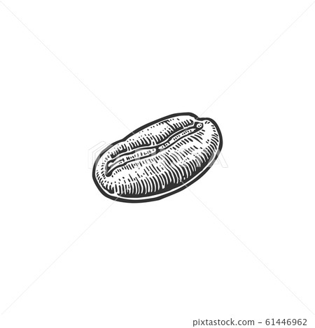 Coffee bean. Hand drawn vector vintage engraving 61446962