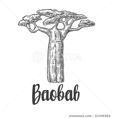 Baobab tree. Vector vintage engraved illustration 61446964