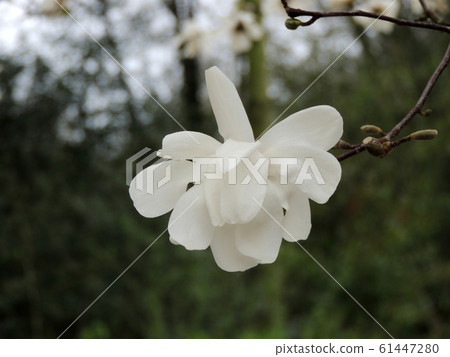 Magnolia Lebner, Magnolia loebneri Merrill Magnolia Lebner, Magnolia loebneri Merrill 61447280