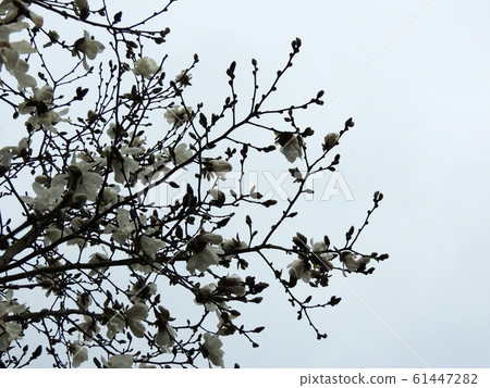Magnolia Lebner, Magnolia loebneri Merrill Magnolia Lebner, Magnolia loebneri Merrill 61447282
