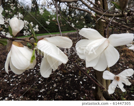 Magnolia Lebner, Magnolia loebneri Merrill Magnolia Lebner, Magnolia loebneri Merrill 61447305