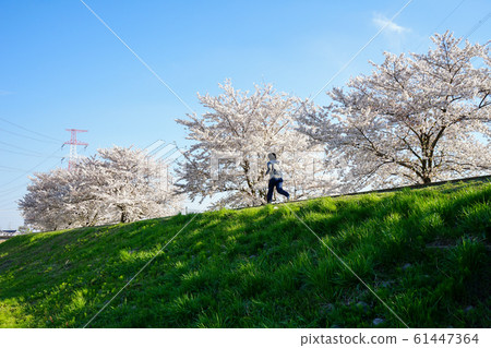 Cherry blossoms and jogging <Ohorikawa, Kashiwa City, Chiba Prefecture, April 2019> Cherry blossoms and jogging <Ohorikawa, Kashiwa City, Chiba Prefecture, April 2019> 61447364
