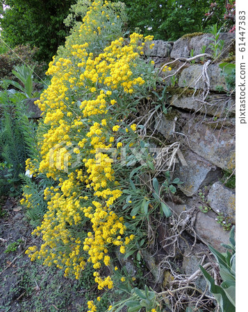 Goldentuft alyssum blooming on retaining stone 61447383