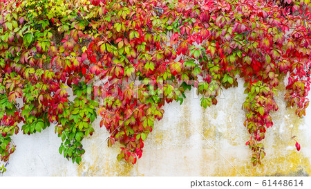autumn leaves on a white plastered, cracked wall 61448614