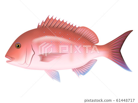 Red sea bream illustration (color 1) - Stock Illustration [61448717 ...